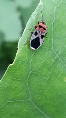 Tropidothorax maculatus