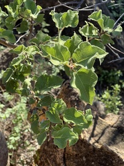 Ficus tettensis