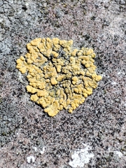 Lecanoromycetes