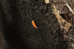 Bilobella