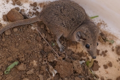 Planigale tenuirostris