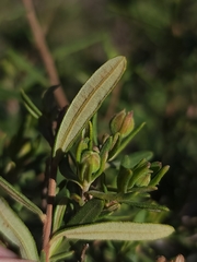 Hibbertia hypericoides hypericoides