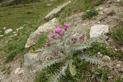 Carduus carlinoides