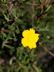 Hibbertia hypericoides hypericoides
