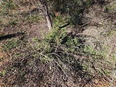 Hibbertia hypericoides hypericoides