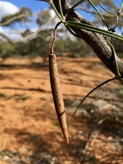 Vincetoxicum lineare
