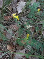 Chamaecytisus supinus
