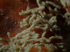 Polydorella