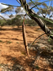 Vincetoxicum lineare