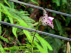 Ideopsis gaura
