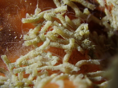 Polydorella