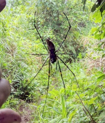 Trichonephila plumipes