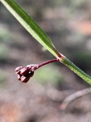 Vincetoxicum lineare