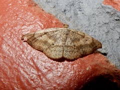 Ozola minor