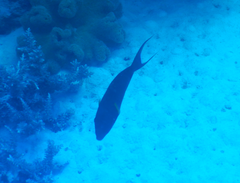 Acanthurus nigricauda