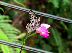 Ideopsis gaura