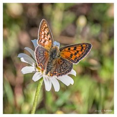 Lycaena bleusei