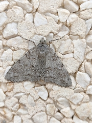 Ascotis fortunata