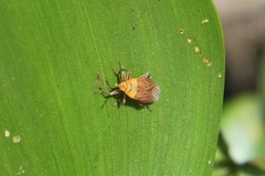 Hadrosomus confraternus