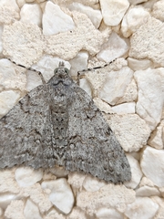 Ascotis fortunata