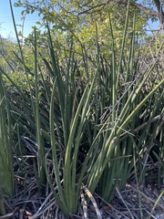 Sansevieria pearsonii