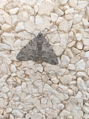 Ascotis fortunata