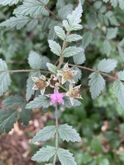 Rubus