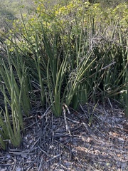 Sansevieria pearsonii