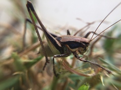 Eupholidoptera smyrnensis