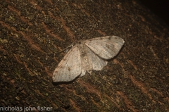 Minoa euthecta