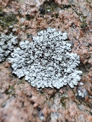 Lecanoromycetes
