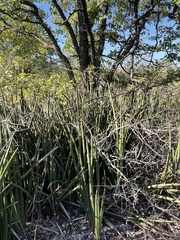 Sansevieria pearsonii