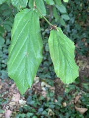 Parrotia