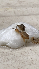 Bradybaena similaris
