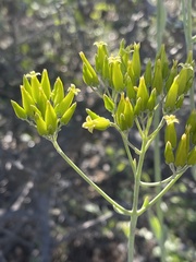 Kalanchoe brachyloba