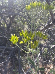 Kalanchoe brachyloba