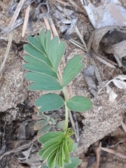 Sibbaldianthe orientalis