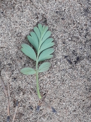 Sibbaldianthe orientalis