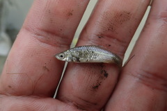 Hemiculter leucisculus