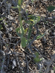 Kalanchoe brachyloba