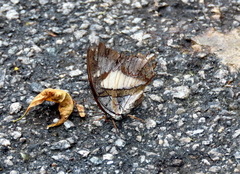 Polyura schreiber tisamenus