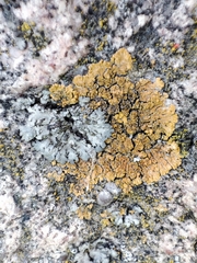 Lecanoromycetes