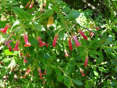 Escallonia rubra macrantha