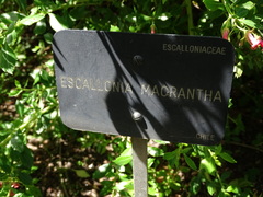 Escallonia rubra macrantha