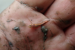 Channa striata
