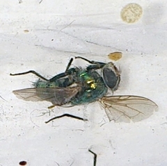 Chrysomya megacephala