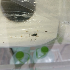 Chrysomya megacephala