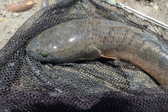 Channa striata