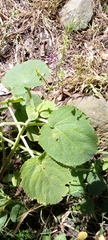 Magnoliopsida