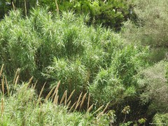 Arundo donax